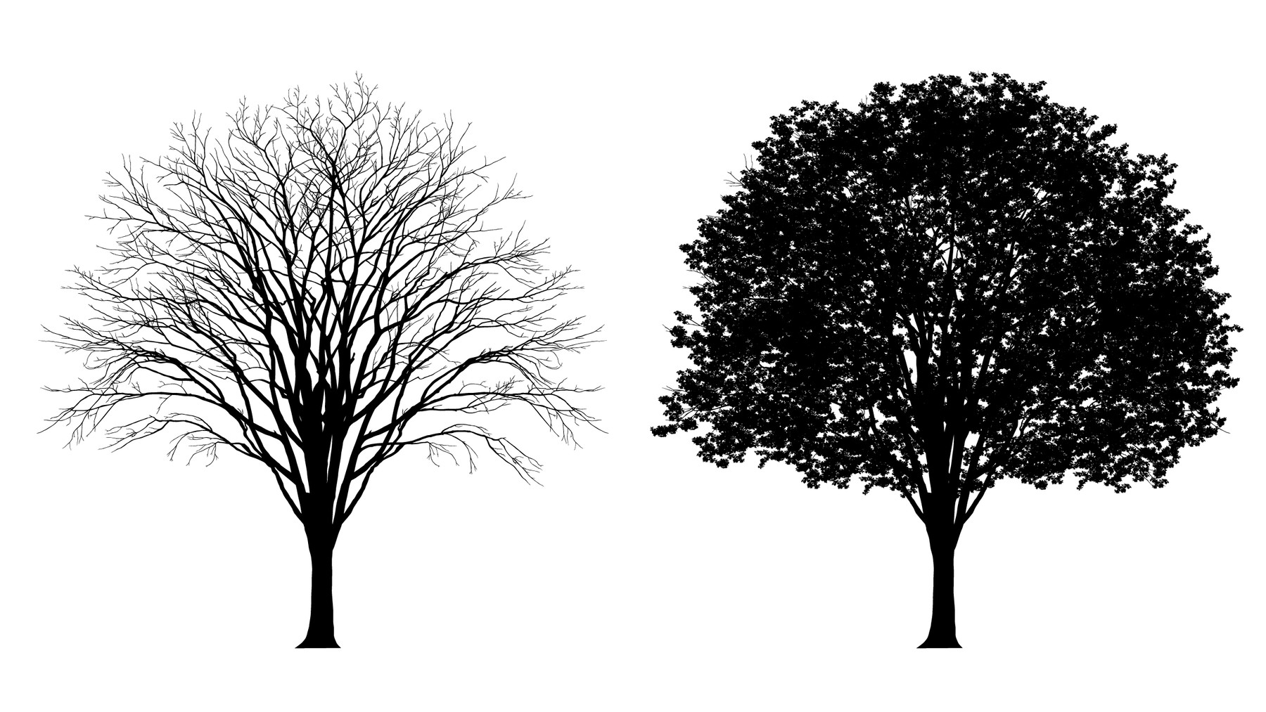 Mark Han Vector Tree Silhouette Detailed With And Without Leaves