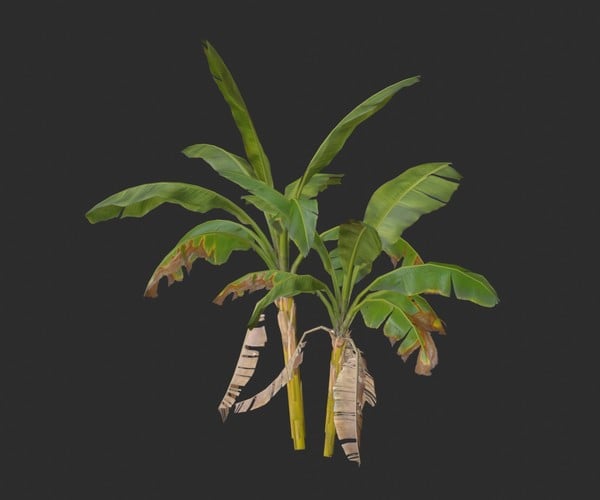 ArtStation - Banana Trees Collection | Game Assets