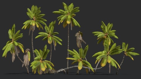 Coconut Palm Trees Asset 1