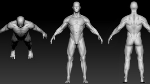 Male Base Mesh