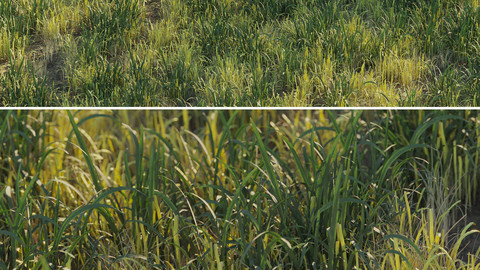 Uncut forest grass collection 03 (.max .obj)