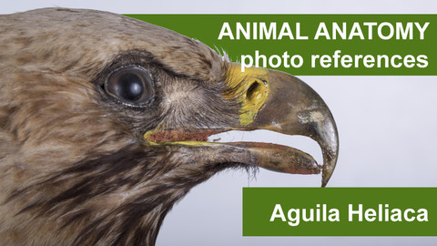 Animal anatomy photo references Aguila Heliaca