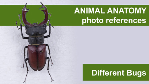 Animal anatomy photo references Different Bugs