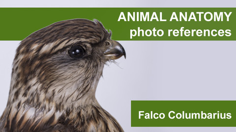 Animal anatomy photo references Falco Columbarius