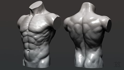 Torso 3d model