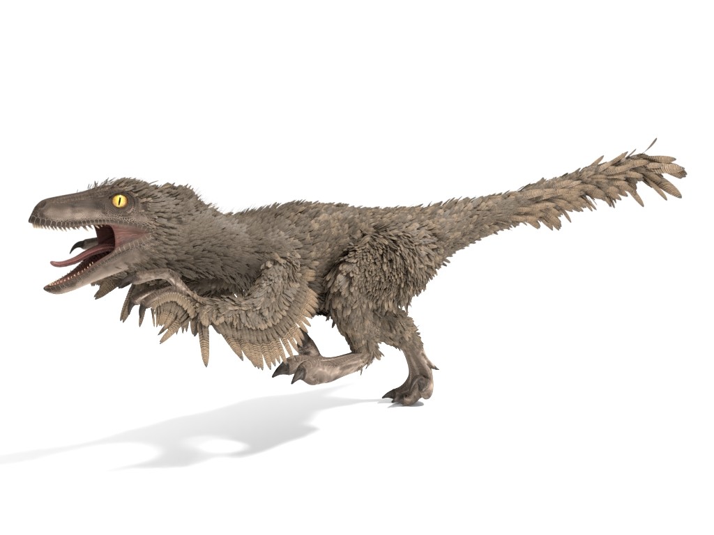 velociraptor had feathers