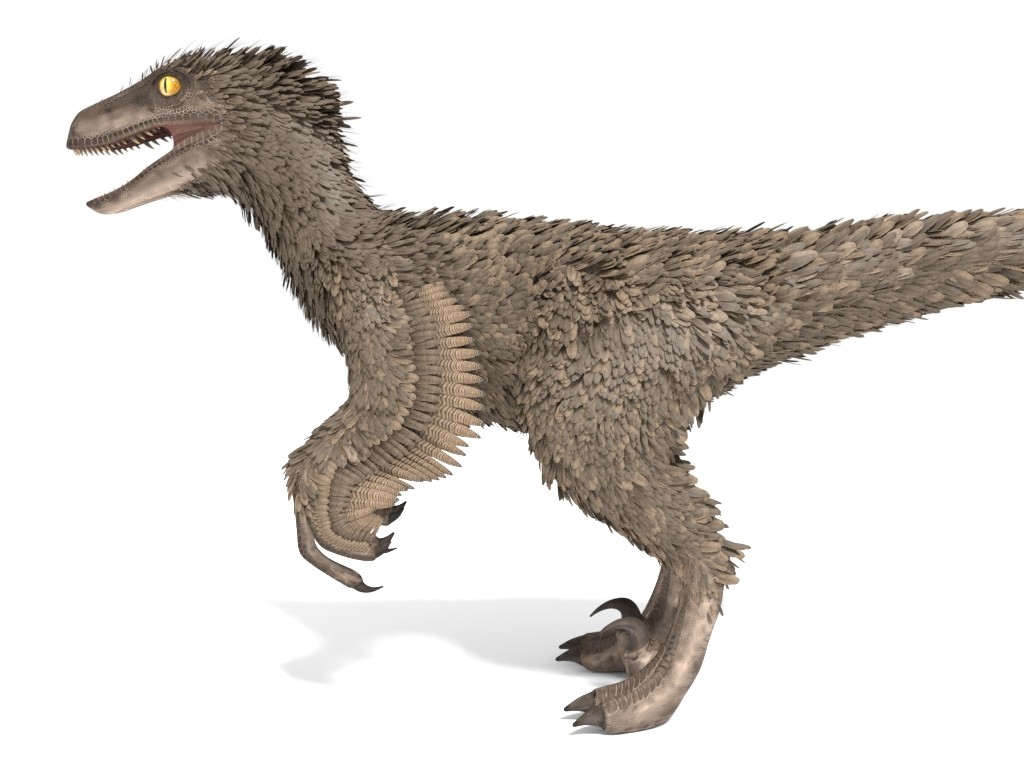 velociraptor had feathers