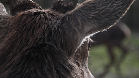 Deer Photo Reference Pack