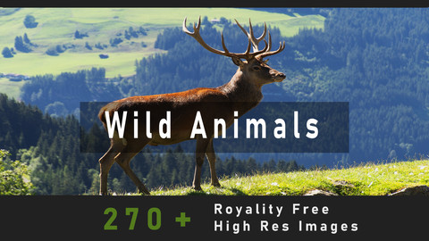 Wild Animal Reference Pack