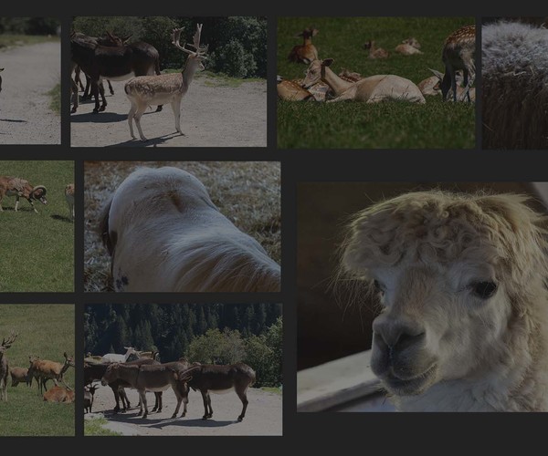 ArtStation - Wild Animal Reference Pack | Resources