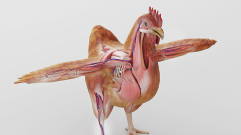 Chicken anatomy in T-pose for rigging 3D model