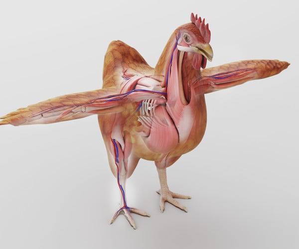 ArtStation - Chicken anatomy in T-pose for rigging 3D model | Resources