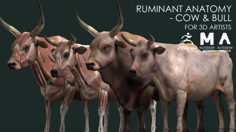 Ruminant Anatomy Model - Cow & Bull