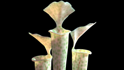 3D Pitcher plant