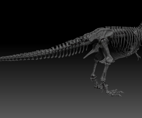 ArtStation - Adult Tyrannosaurus Rex Complete Skeletons - TREX SUE ...