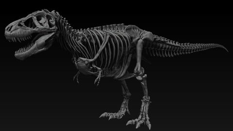Adult Tyrannosaurus Rex Complete Skeletons - TREX SUE