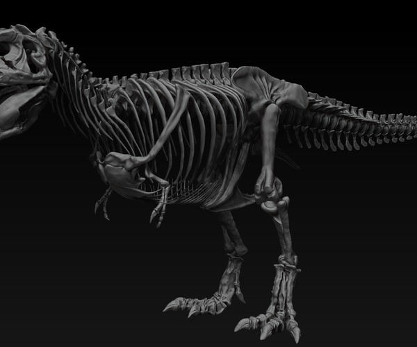 ArtStation - Adult Tyrannosaurus Rex Complete Skeletons - TREX SUE ...