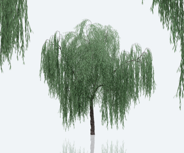 ArtStation - Weeping Willow Trees | Resources