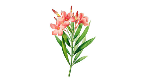 Oleander Flower Illustration PNG File