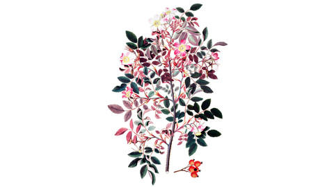 Shrub Rose Flower Illustration PNG File