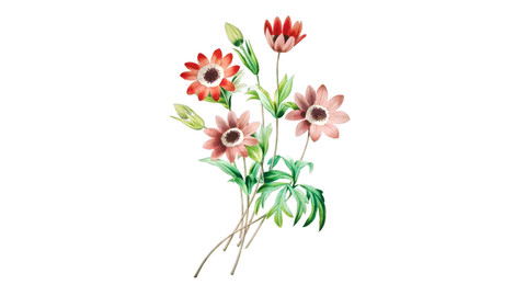 Anemone Flower Illustration PNG File