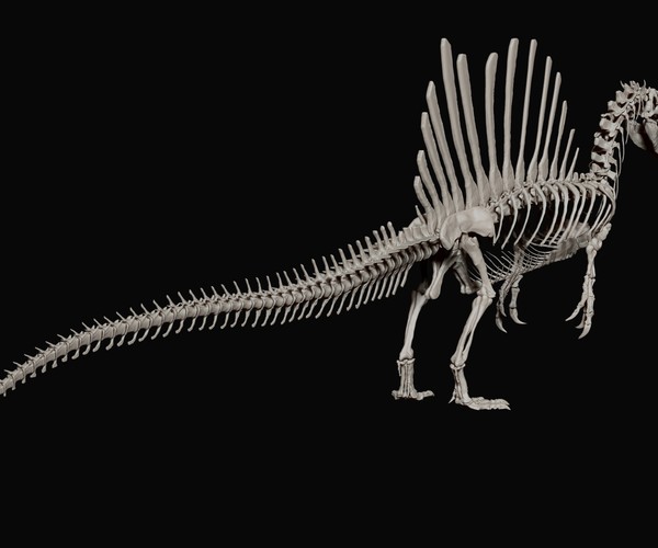 spinosaurus full skeleton