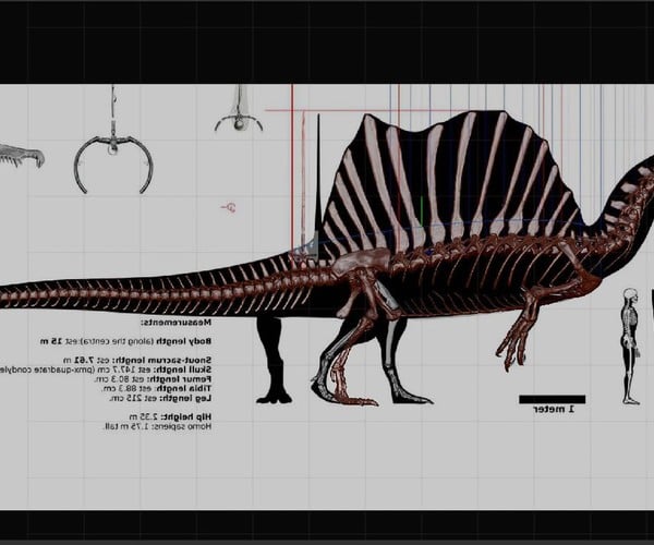 spinosaurus full skeleton