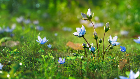 3D flower Collection vol02 Lomatogonium