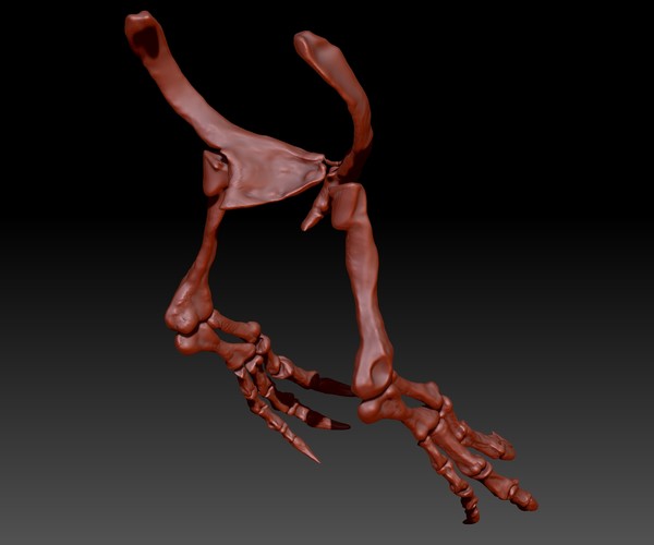 spinosaurus skeletons