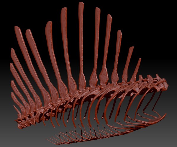 spinosaurus skeletons