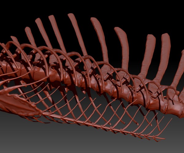 spinosaurus skeletons
