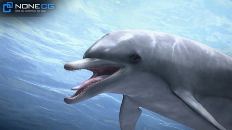 Animated Bottlenose Dolphin