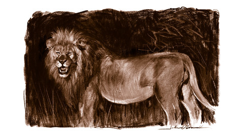 Male Lion