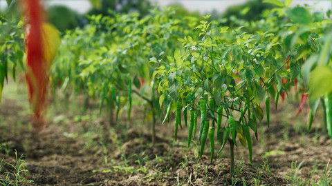 3D vegetables collection vol02 chilli