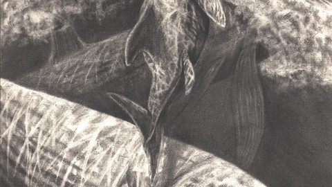 Little Eyes, Big Sea