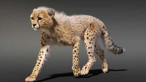 3D Animal | Cheetah Young Animated