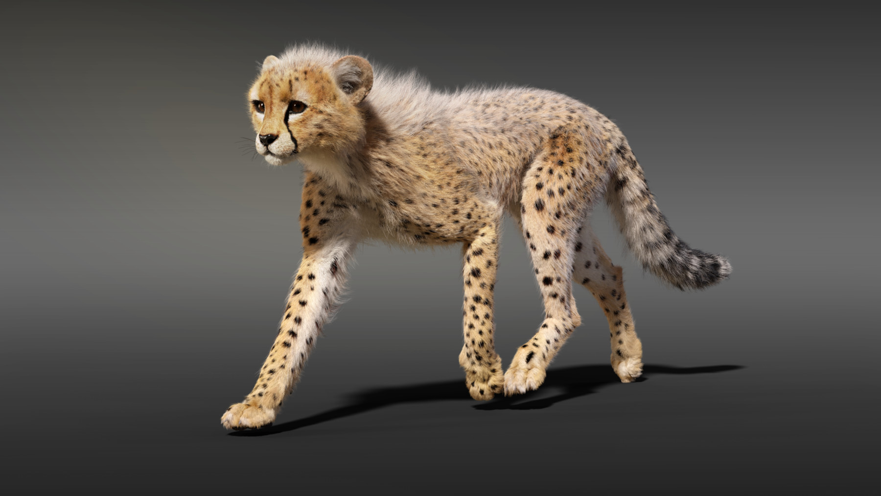ArtStation - 3D Animal | Cheetah Young Animated | Resources