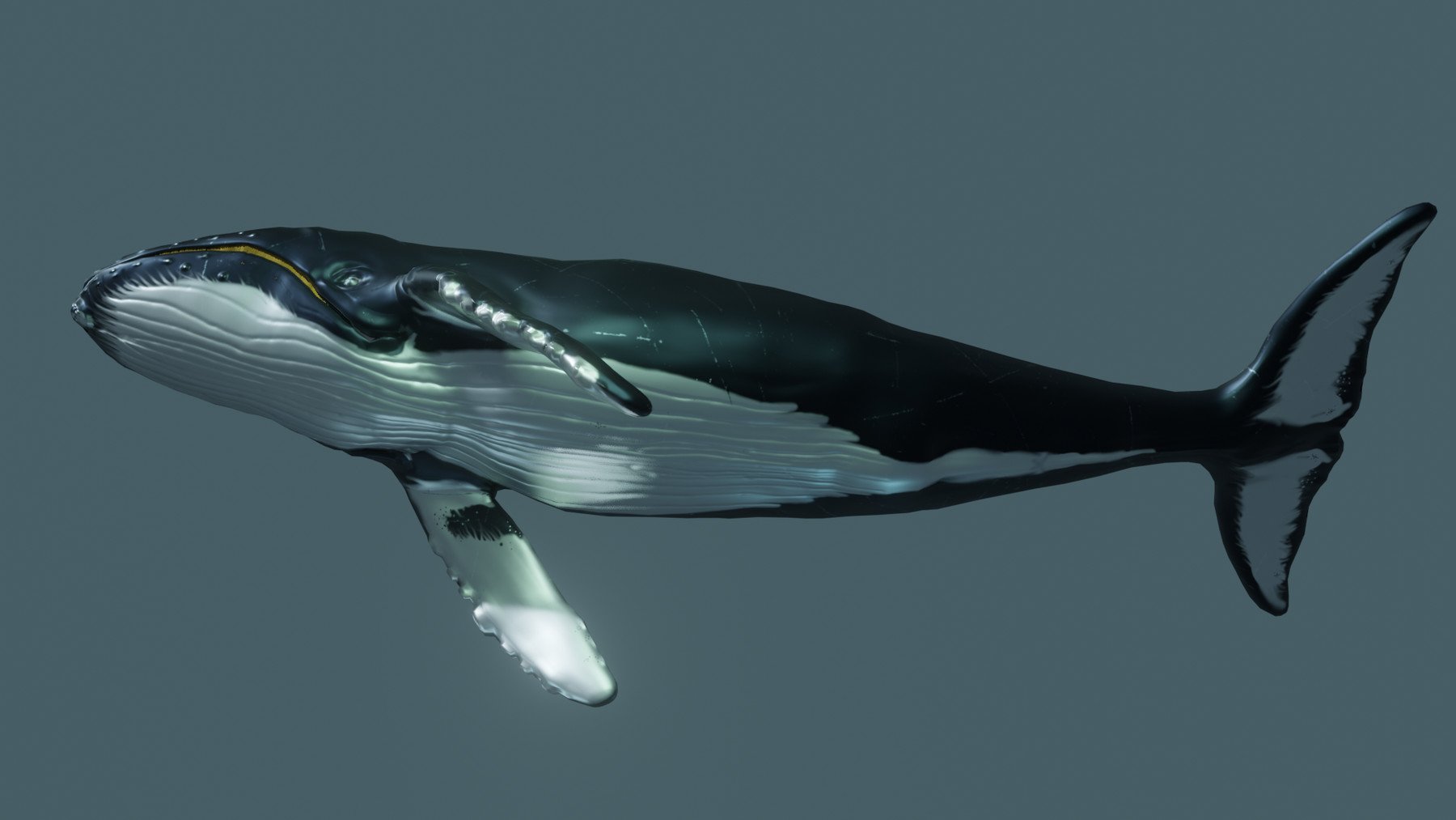 ArtStation - Humpback Whale | Game Assets