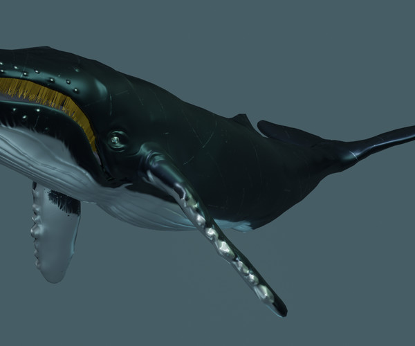 ArtStation - Humpback Whale | Game Assets