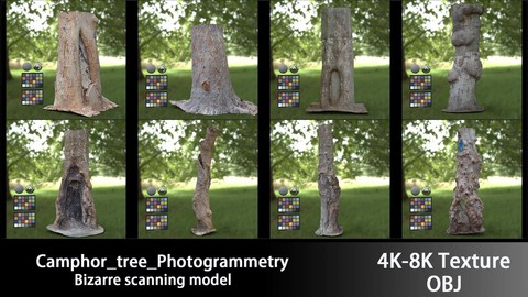 Camphor_tree_Photogrammetry