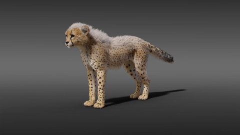 Young Cheetah (Model, Fur)
