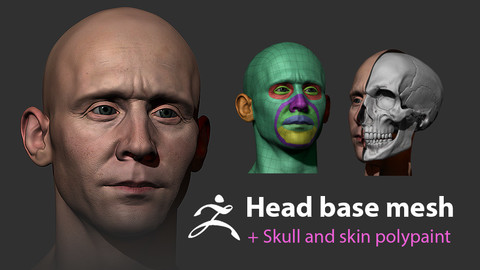 Male head base mesh