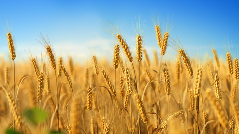 3D plant collection vol01 Wheat Field