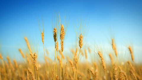 3D plant collection vol02 Barley