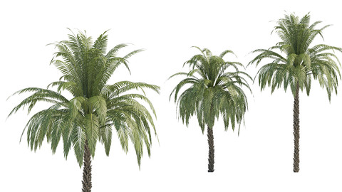 palm trees
