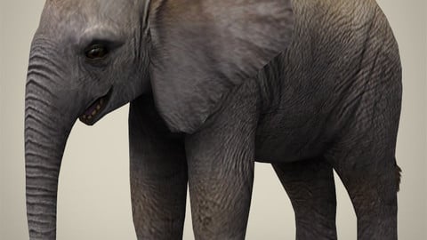 Low Poly Baby Elephant 3D Model