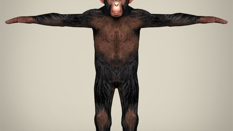 Low Poly Chimpanzee 3D Model