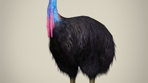 Low Poly Cassowary 3D Model