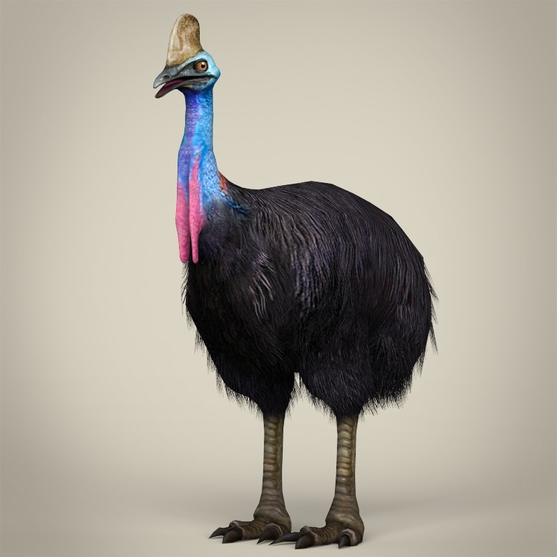 ArtStation - Low Poly Cassowary 3D Model | Game Assets