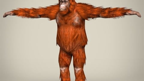 Low Poly Orangutan 3D Model